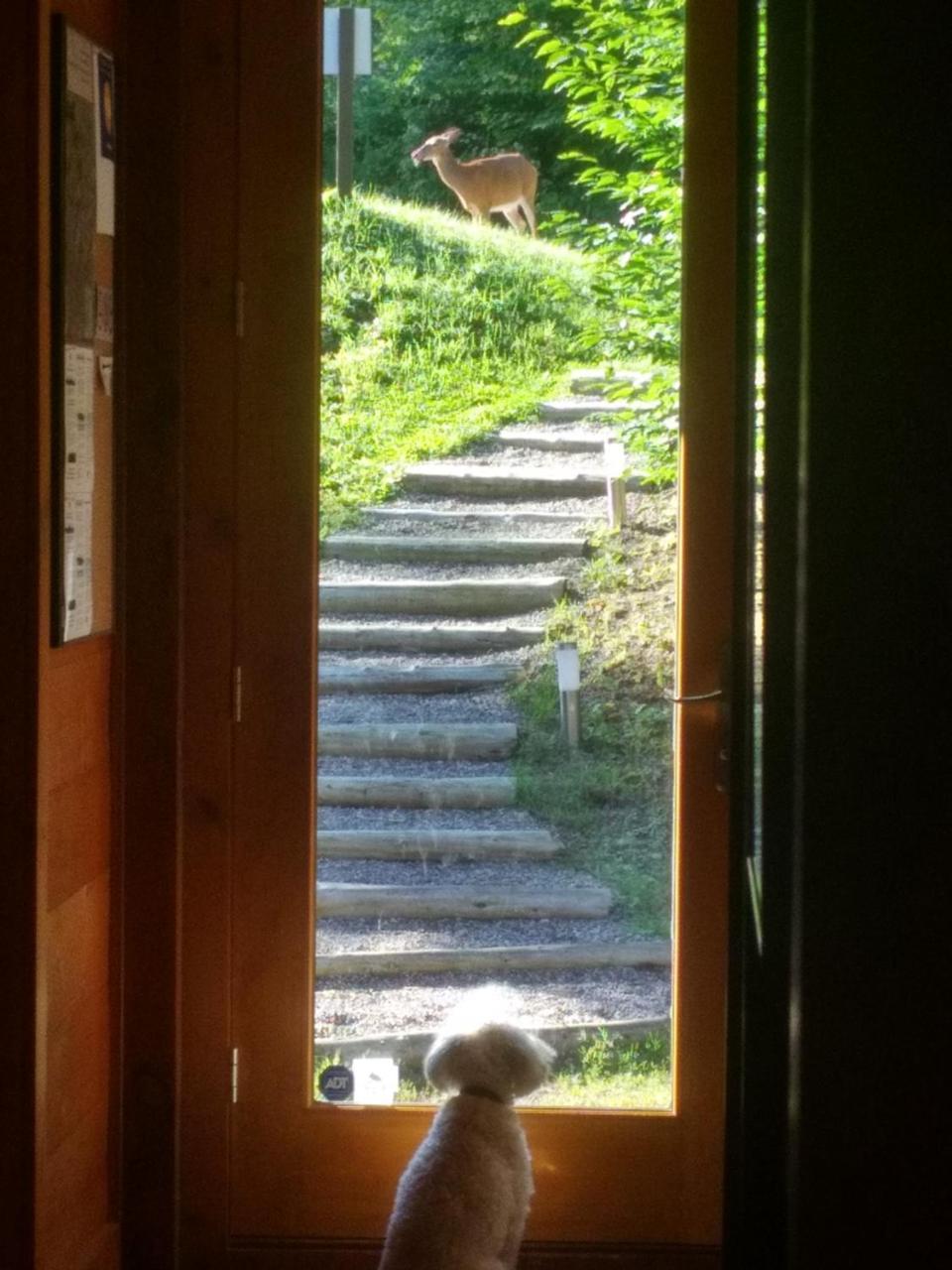 Chalet F116 Mont-Tremblant Nord Lac-Superieur Dış mekan fotoğraf